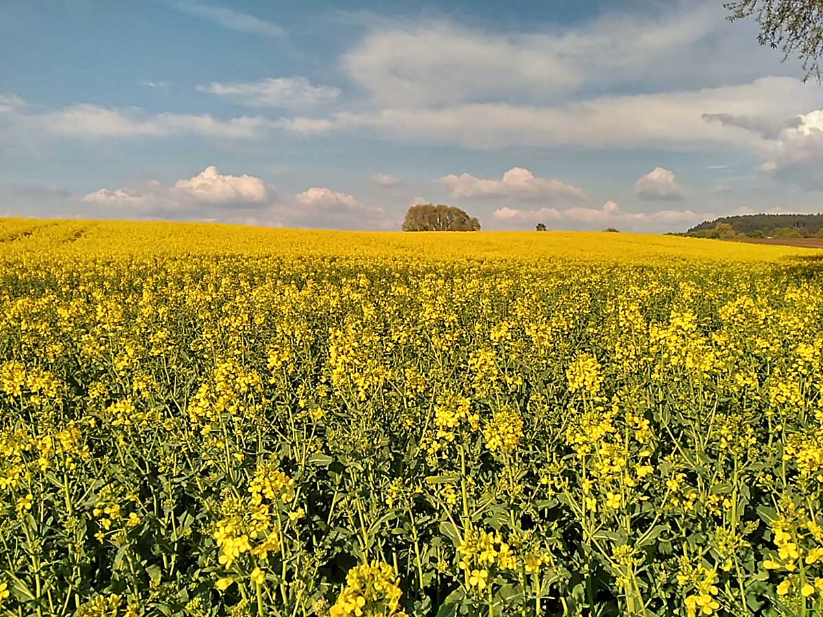 Rapsfeld in Aichach