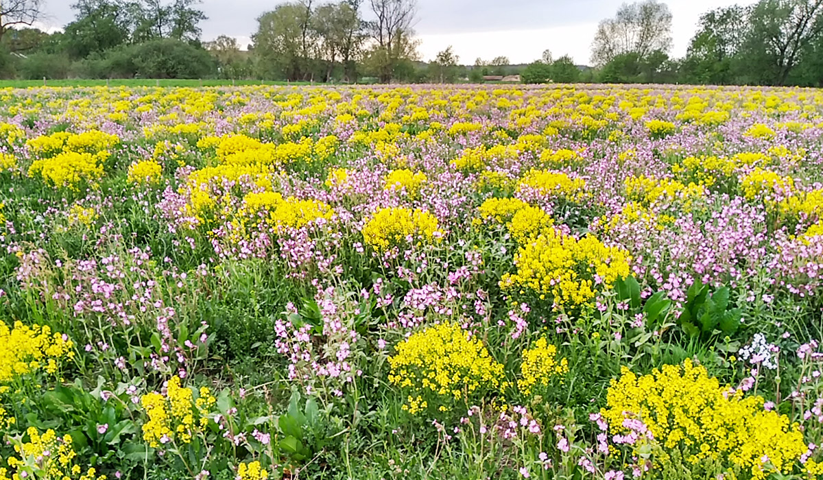Ausgleichsfläche bei Walchshofen